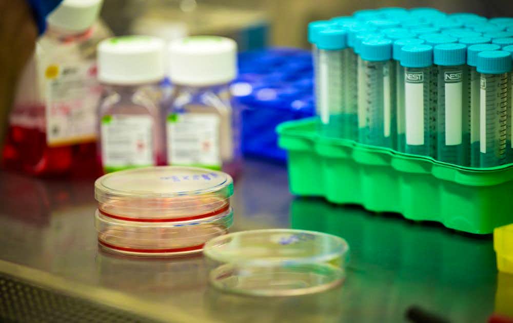 Photo of cells in a tray in The lab of biology professors Vera Gorbunova and Andrei Seluanov